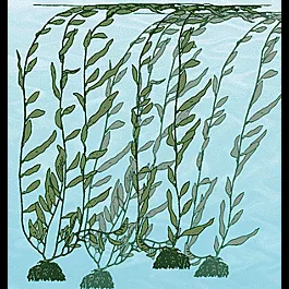 Seaweed/Kelp